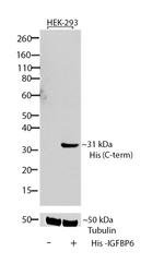 6x-His Tag (C-term) Antibody in Western Blot (WB)