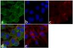 HisG Epitope Tag Monoclonal Antibody