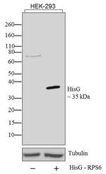 HisG Epitope Tag Monoclonal Antibody, HRP