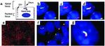 Myc Tag Antibody in Immunocytochemistry (ICC/IF)