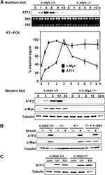 Myc Tag Antibody in Western Blot (WB)