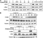 Myc Tag Antibody in Western Blot (WB)