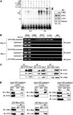 Myc Tag Antibody in Western Blot, Immunoprecipitation, ChIP Assay (WB, IP, ChIP)