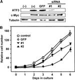 Myc Tag Antibody in Western Blot (WB)