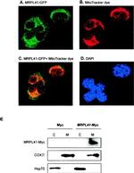 Myc Tag Antibody in Western Blot (WB)