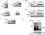 Myc Tag Antibody in Western Blot (WB)