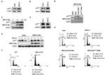 Myc Tag Antibody in Western Blot (WB)