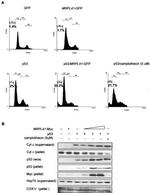 Myc Tag Antibody in Western Blot (WB)