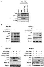 Myc Tag Antibody in Western Blot (WB)