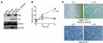 Myc Tag Antibody in Western Blot (WB)