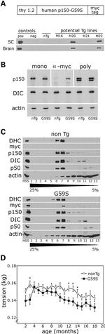 Myc Tag Antibody in Western Blot (WB)