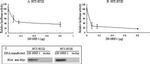 Myc Tag Antibody in Western Blot (WB)
