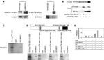 Myc Tag Antibody in Western Blot (WB)