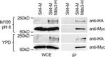 Myc Tag Antibody in Western Blot (WB)