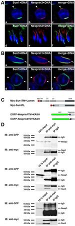 Myc Tag Antibody in Western Blot, Immunoprecipitation (WB, IP)