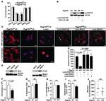 Myc Tag Antibody in Western Blot (WB)