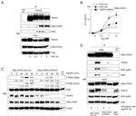 Myc Tag Antibody in Western Blot (WB)
