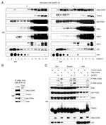 Myc Tag Antibody in Western Blot (WB)