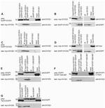 Myc Tag Antibody in Western Blot, Immunoprecipitation (WB, IP)