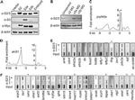 Myc Tag Antibody in Western Blot (WB)