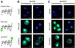 Myc Tag Antibody in Immunocytochemistry (ICC/IF)