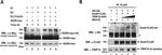 Myc Tag Antibody in Western Blot (WB)
