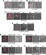 Myc Tag Antibody in Immunocytochemistry (ICC/IF)