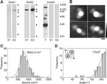 Myc Tag Antibody in Western Blot (WB)