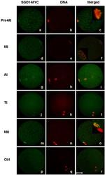 Myc Tag Antibody in Immunohistochemistry (IHC)
