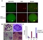 Myc Tag Antibody in Immunohistochemistry (IHC)