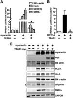 Myc Tag Antibody in Western Blot (WB)