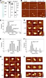 Myc Tag Antibody in Western Blot (WB)