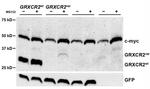 Myc Tag Antibody in Western Blot (WB)