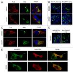 Myc Tag Antibody in Immunocytochemistry (ICC/IF)