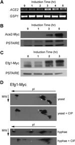 Myc Tag Antibody in Western Blot (WB)