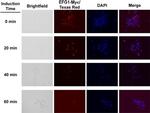 Myc Tag Antibody in Immunocytochemistry (ICC/IF)