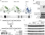 Myc Tag Antibody in Western Blot, Immunoprecipitation (WB, IP)