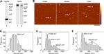 Myc Tag Antibody in Western Blot (WB)