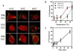 Myc Tag Antibody in Immunocytochemistry (ICC/IF)