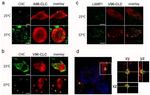 Myc Tag Antibody in Immunocytochemistry (ICC/IF)