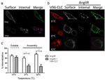 Myc Tag Antibody in Immunocytochemistry (ICC/IF)