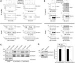 Myc Tag Antibody in Western Blot, Immunoprecipitation (WB, IP)