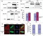 Myc Tag Antibody in Western Blot (WB)