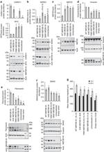 Myc Tag Antibody in Western Blot (WB)