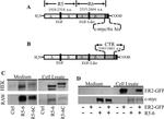 Myc Tag Antibody in Western Blot (WB)