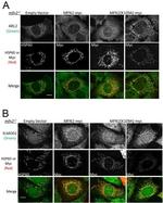 Myc Tag Antibody in Immunocytochemistry (ICC/IF)