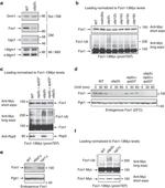 Myc Tag Antibody in Western Blot (WB)