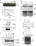 Myc Tag Antibody in Western Blot (WB)