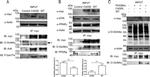 Myc Tag Antibody in Western Blot (WB)