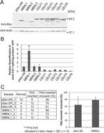 Myc Tag Antibody in Western Blot (WB)